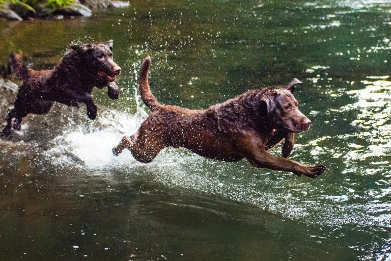 Ektodermale Dysplasie (ED Hund) generatio.de